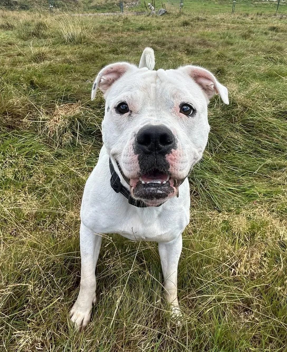 Poppy — Staffordshire Bull Terrier Cross