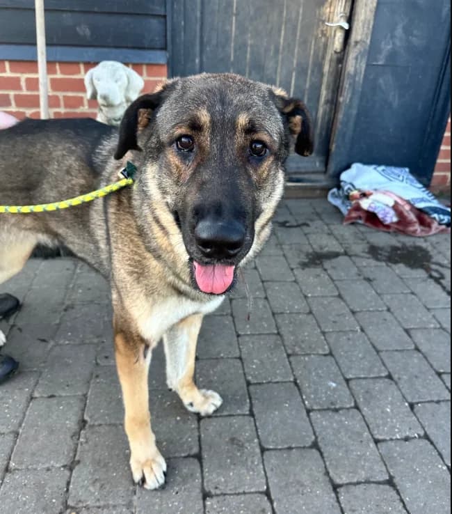 Cleo — German Shepherd Cross Rottweiler