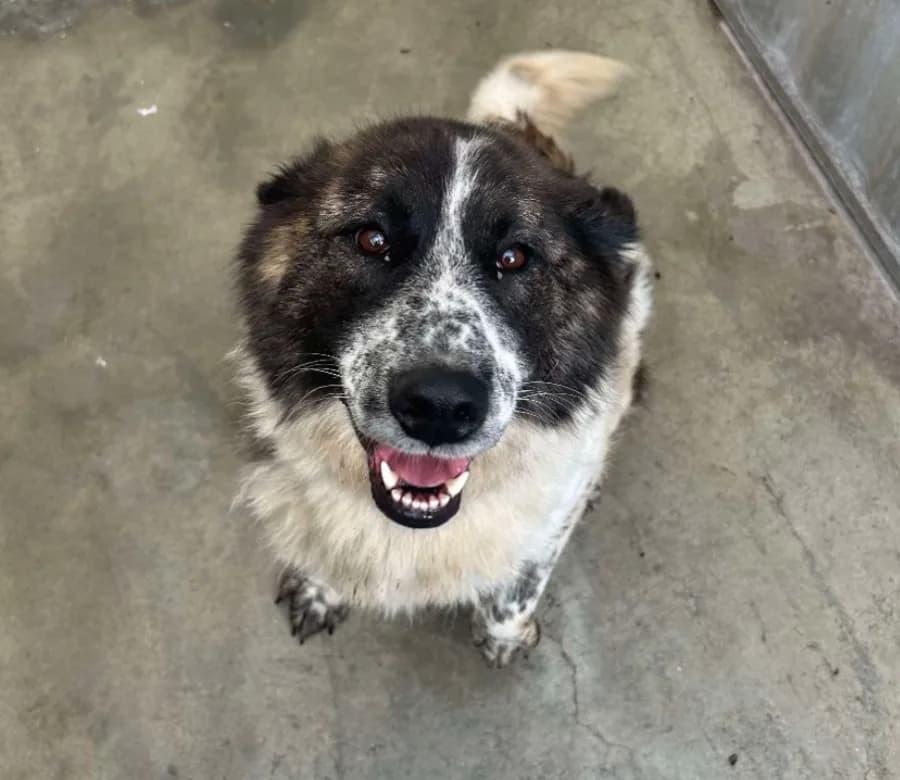 Penny — Border Collie Cross