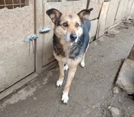 Lima — Mixed Breed