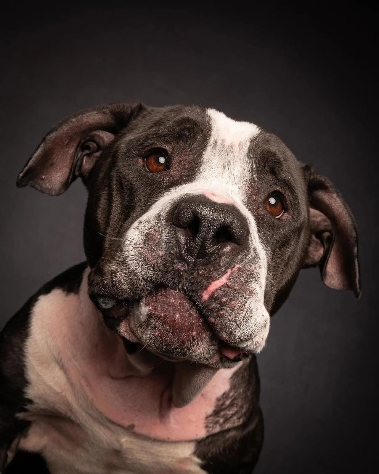 Tally — American Bulldog