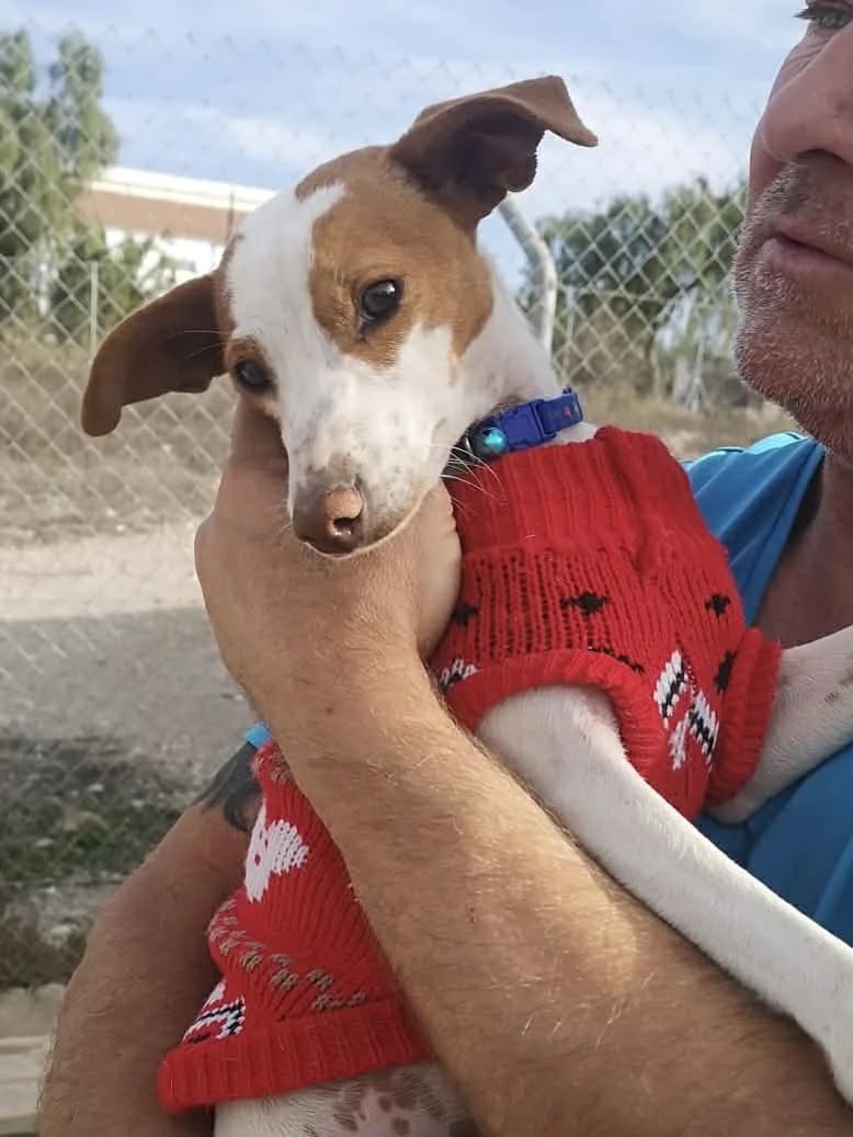 Holly — Ratonero Bodeguero Andaluz