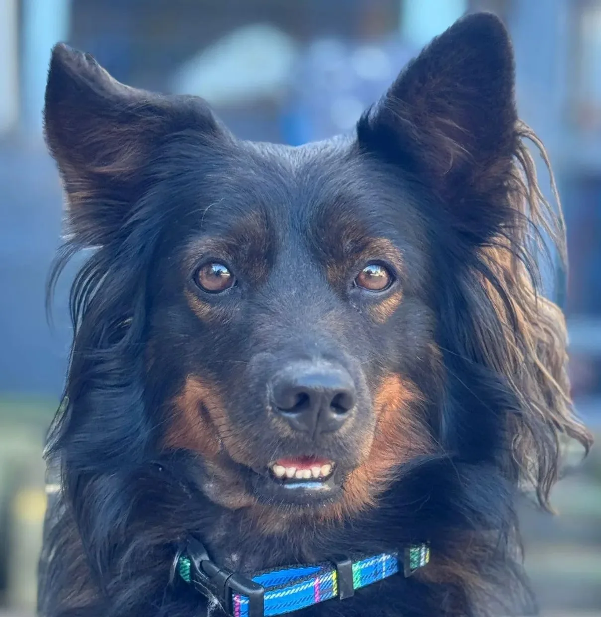 Pinot — Mixed Breed