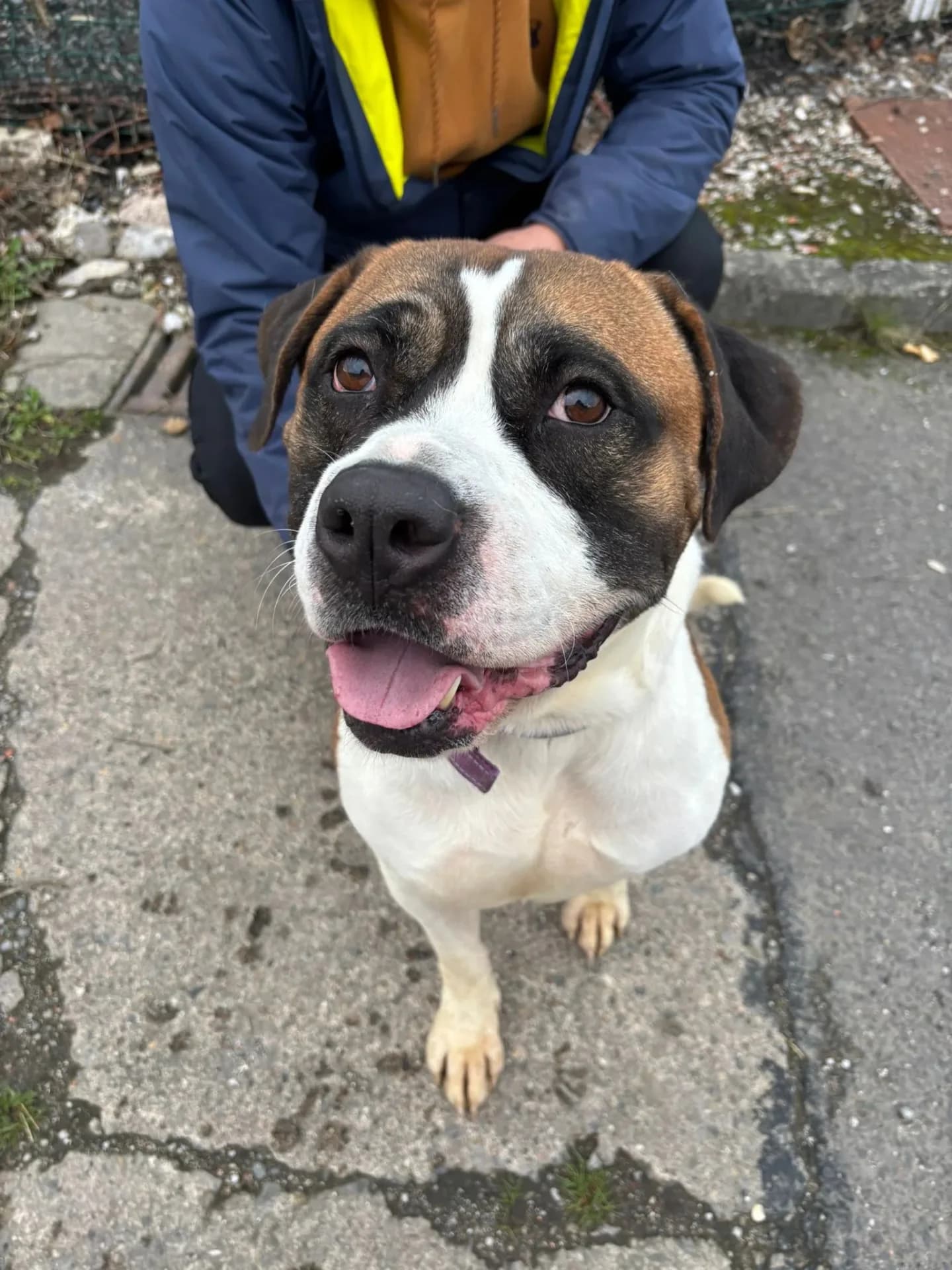 Bruno — American Bulldog