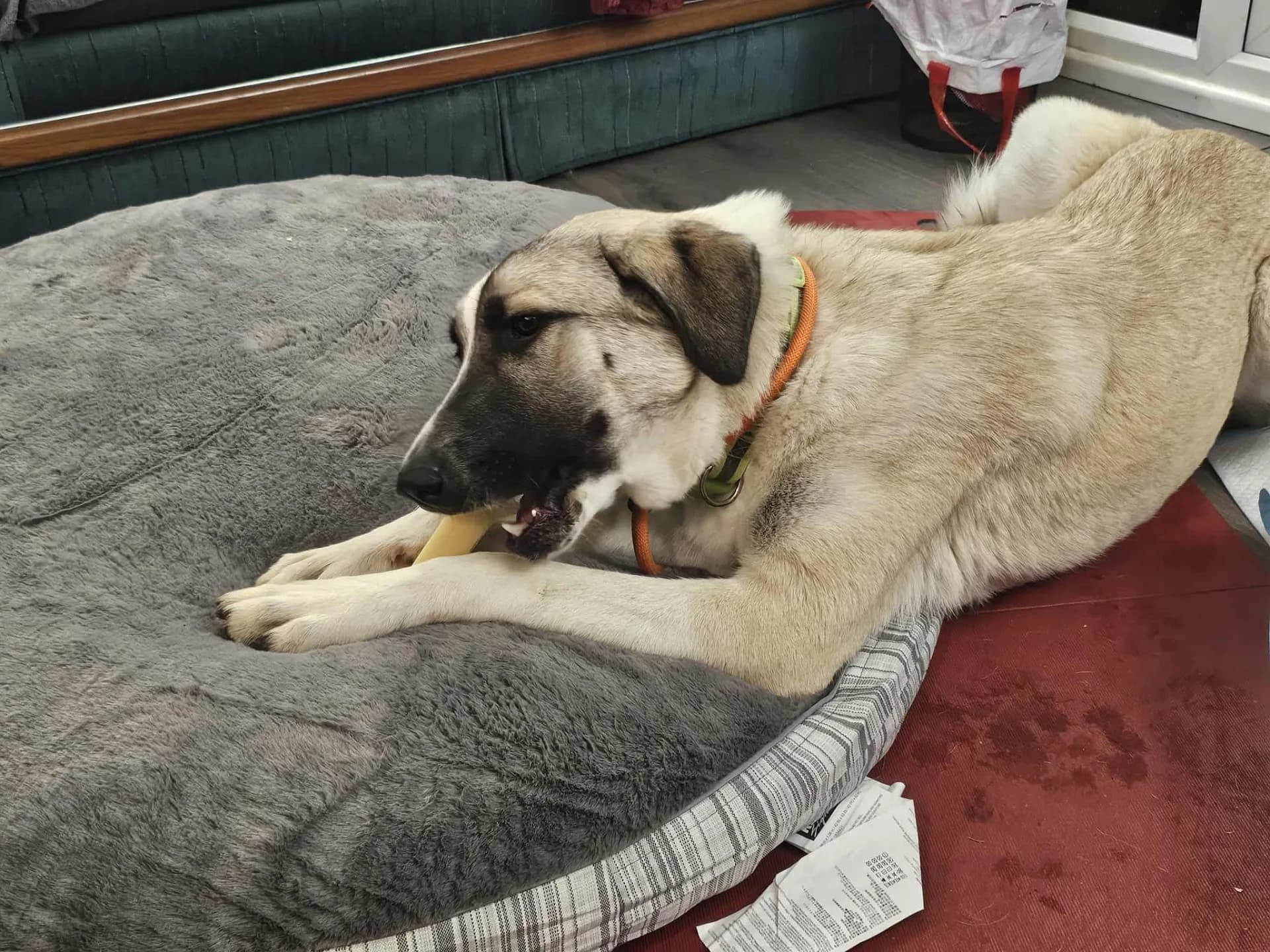 Sadie — Mixed Breed