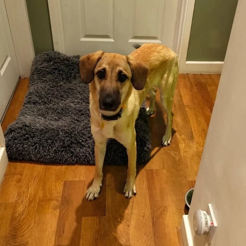 Sallie — Mixed Breed