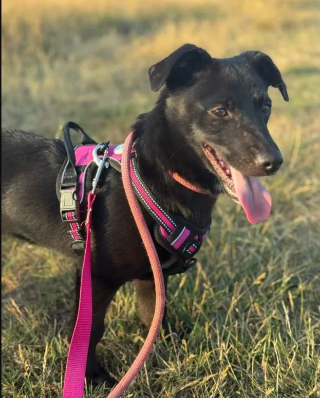 Raegan — Mixed Breed