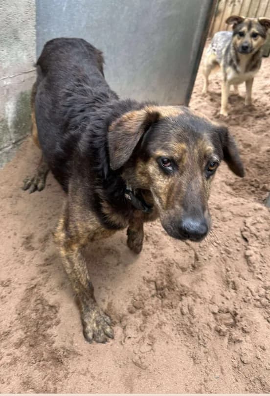 Jess — Mixed Breed