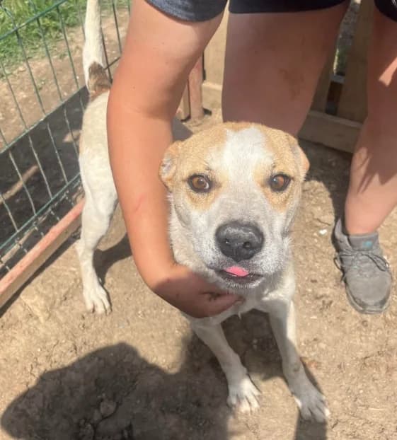 Barry — Mixed Breed