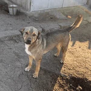 Henry — Mixed Breed