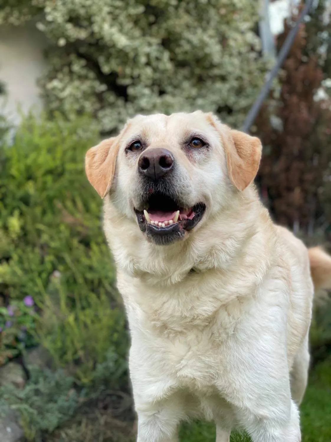 Zeus — Labrador Retriever Cross