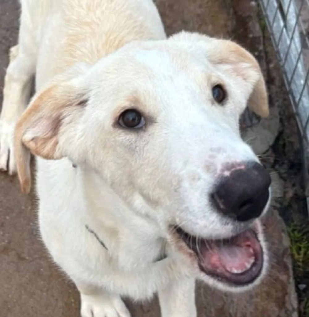 Kansas — Mastin Cross