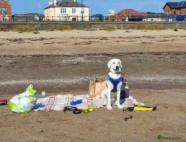 Walter — Mixed Breed