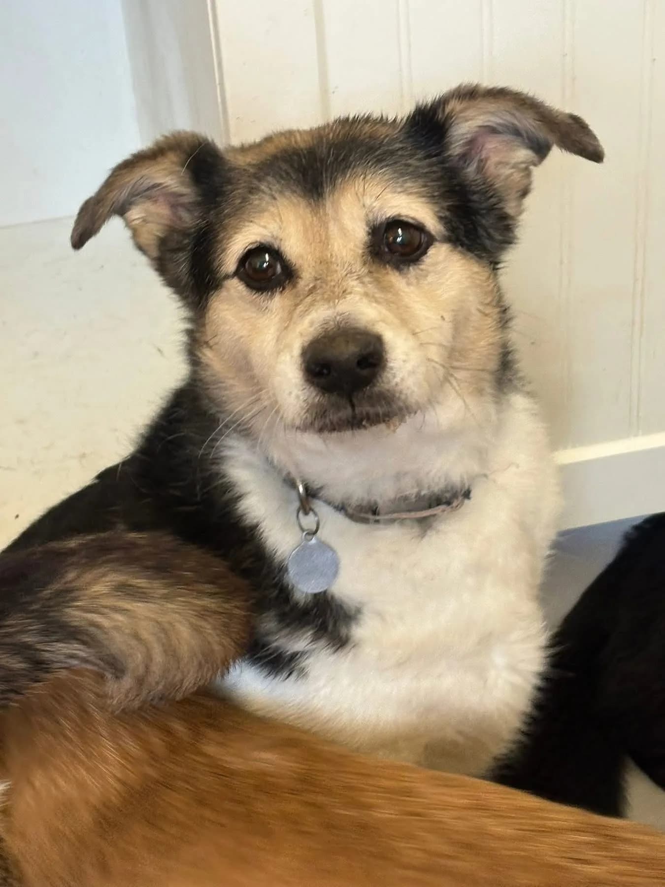 Tara — Mixed Breed