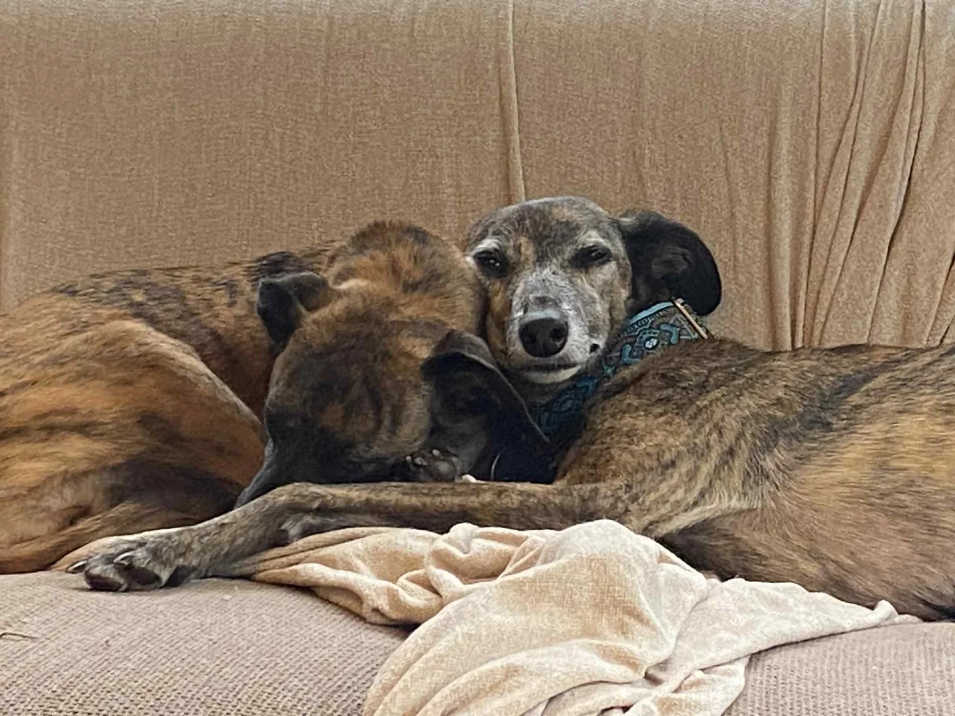 Lottie and Libby — Whippet Crosses
