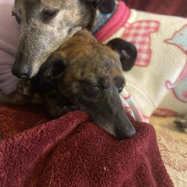 Lottie and Libby photo 3