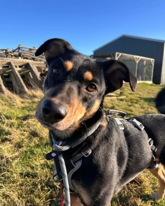 Puffin — Mixed Breed