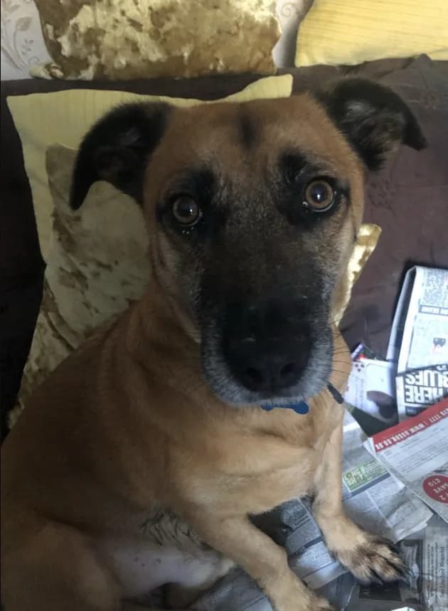 Archie — Mixed Breed