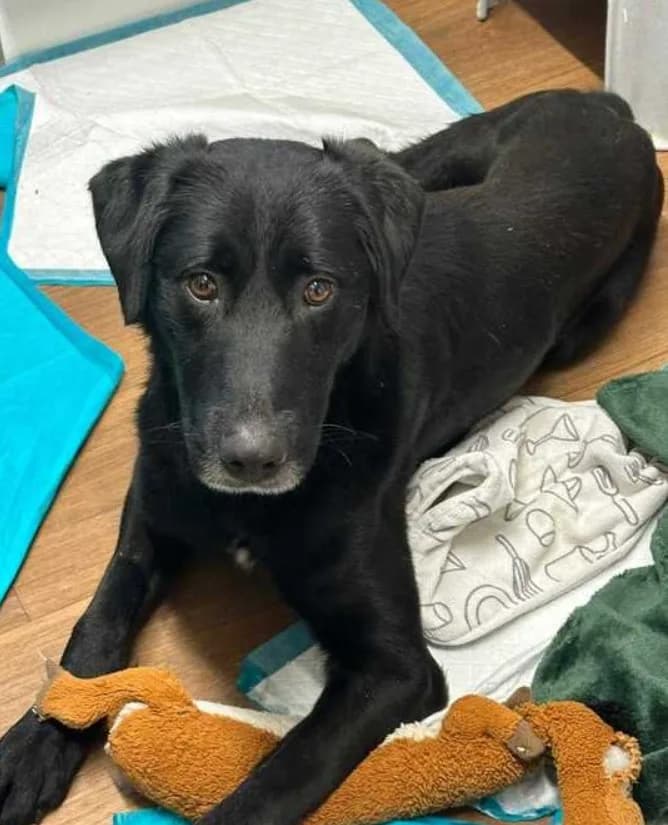 Cosmo — Mixed Breed