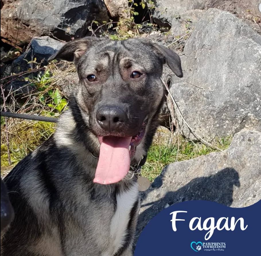 Fagan — Mixed Breed