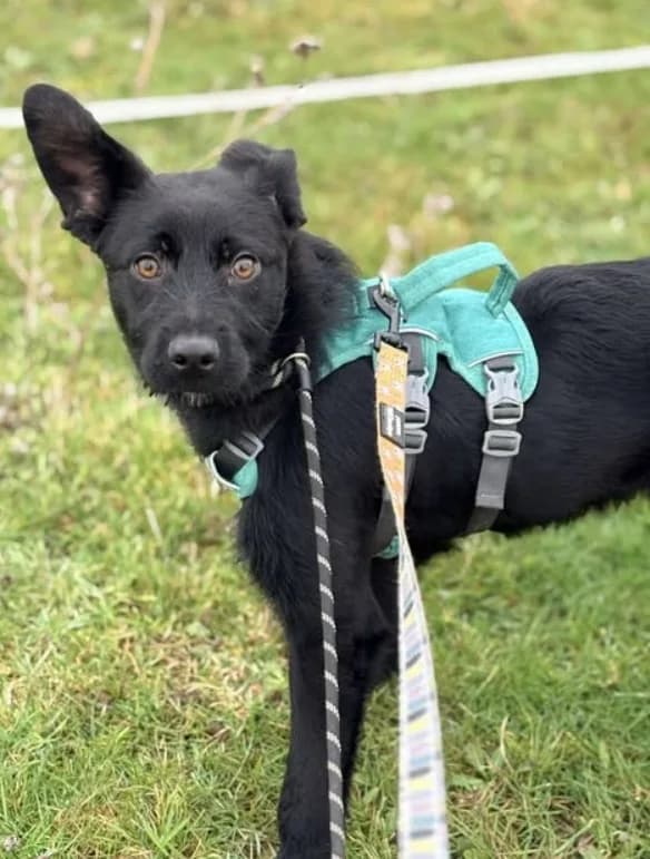 Zorro — Mixed Breed