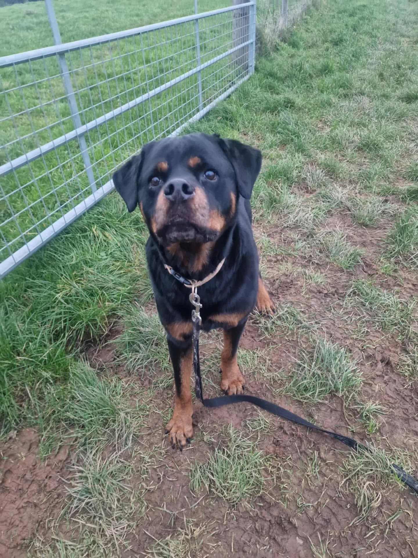 Shelby — Rottweiler