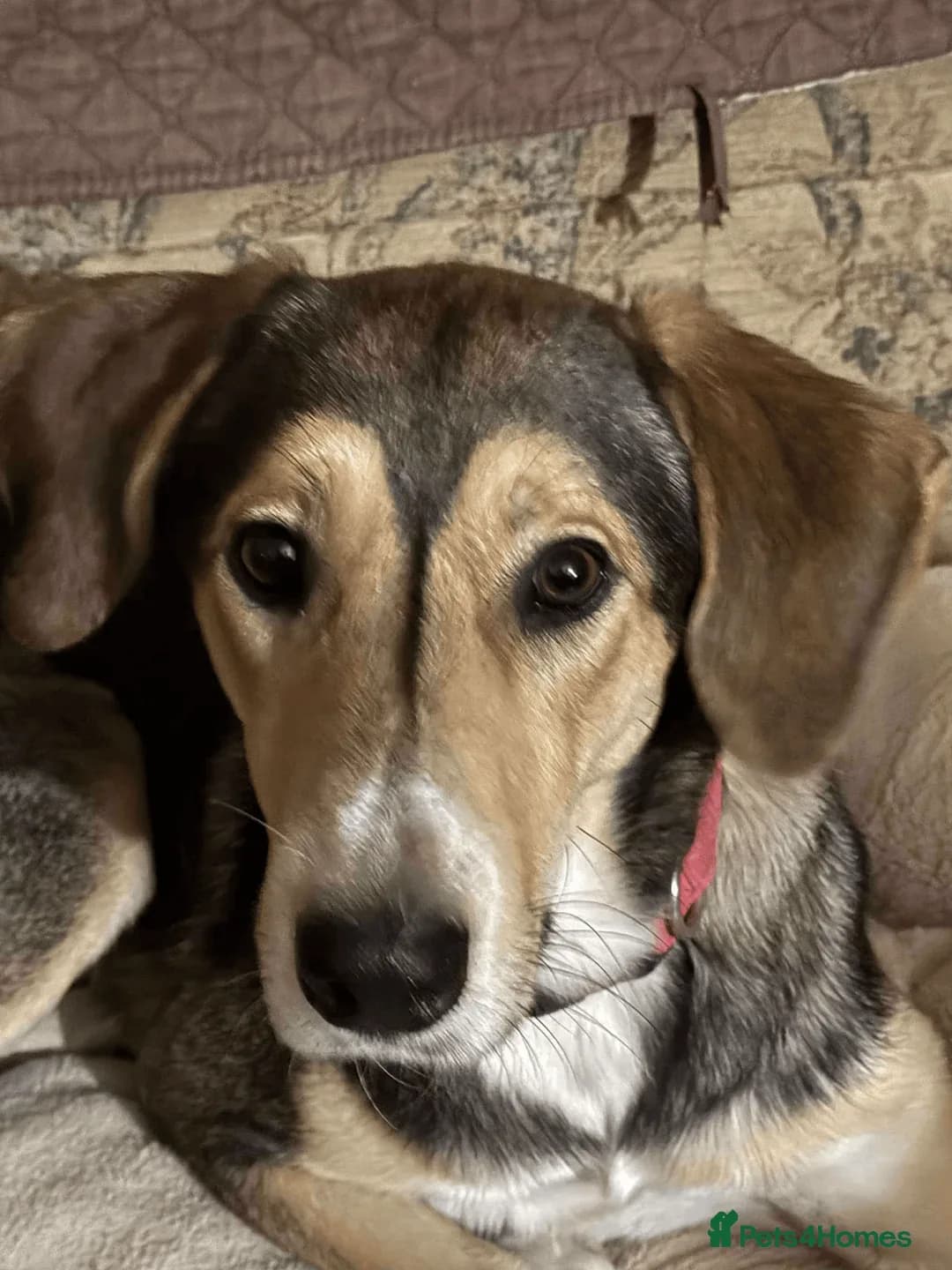 Sylvester — Mixed Breed