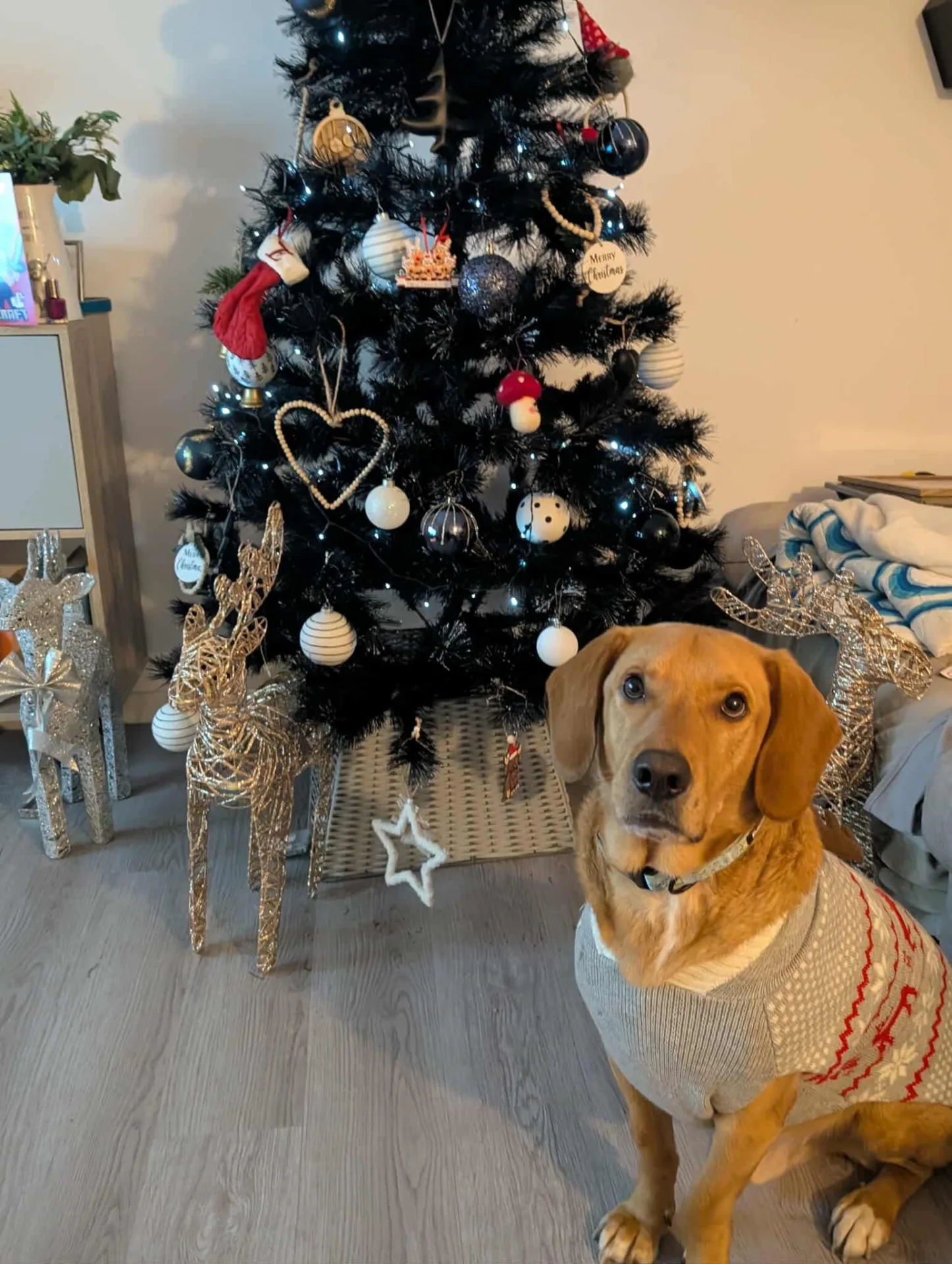 Zeus — Mixed Breed