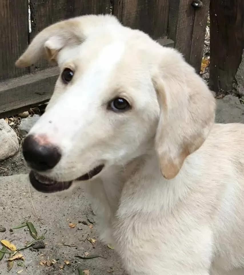 Kansas — Mixed Breed