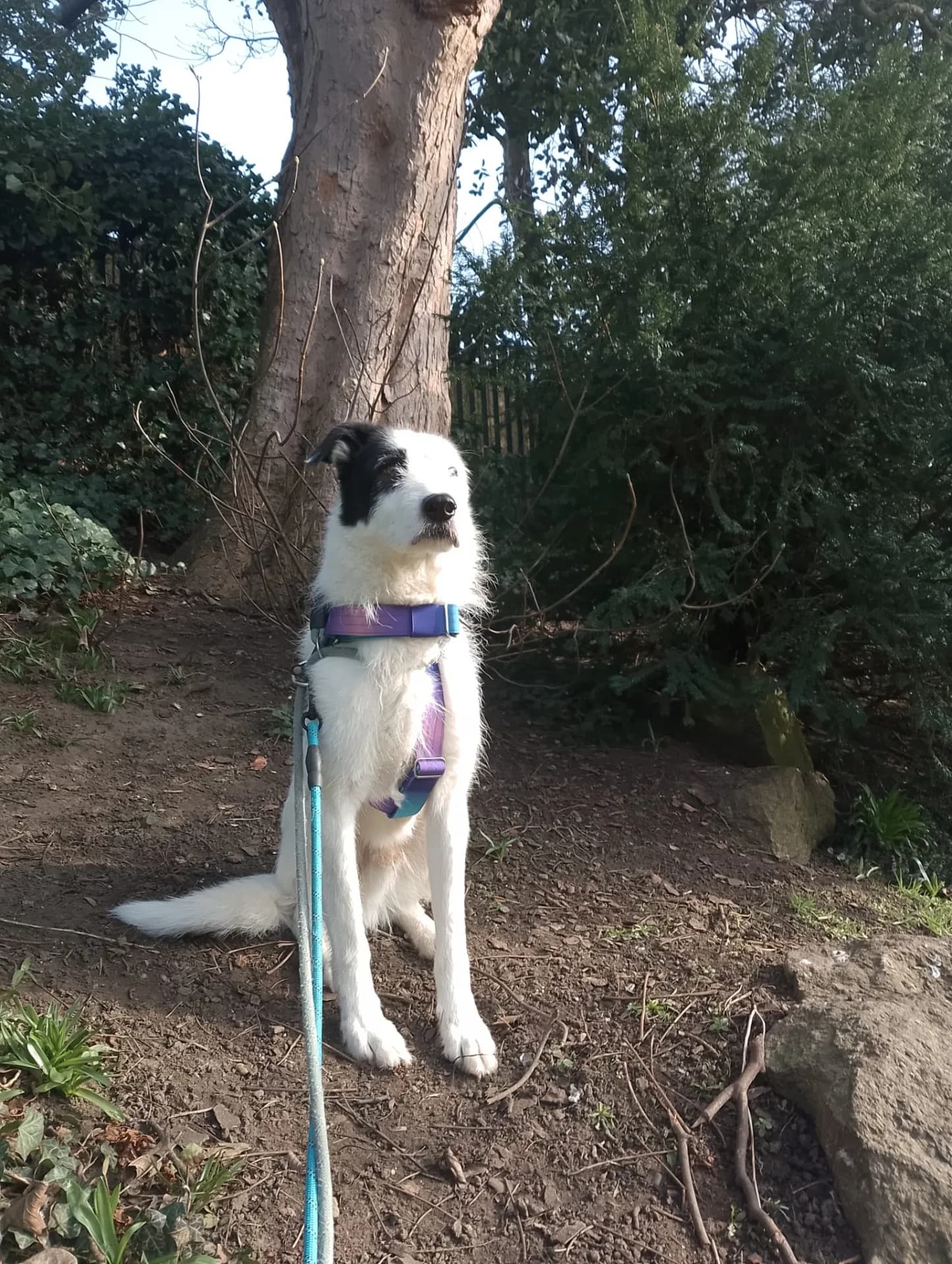 Monty — Mixed Breed