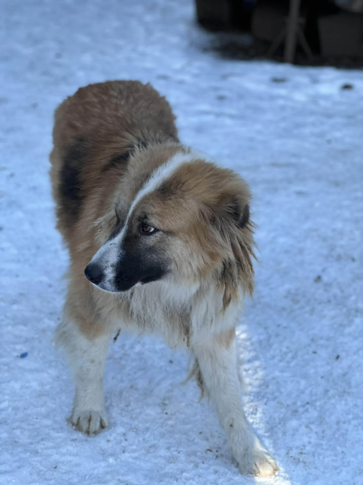 Erica — Mixed Breed