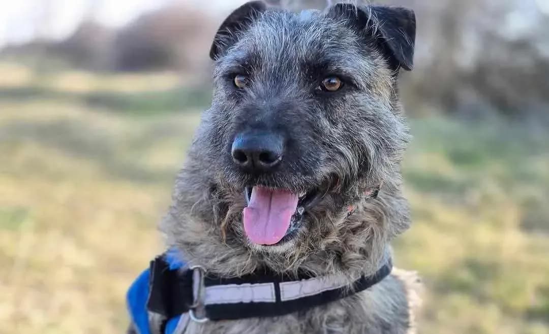 Hovis — Mixed Breed