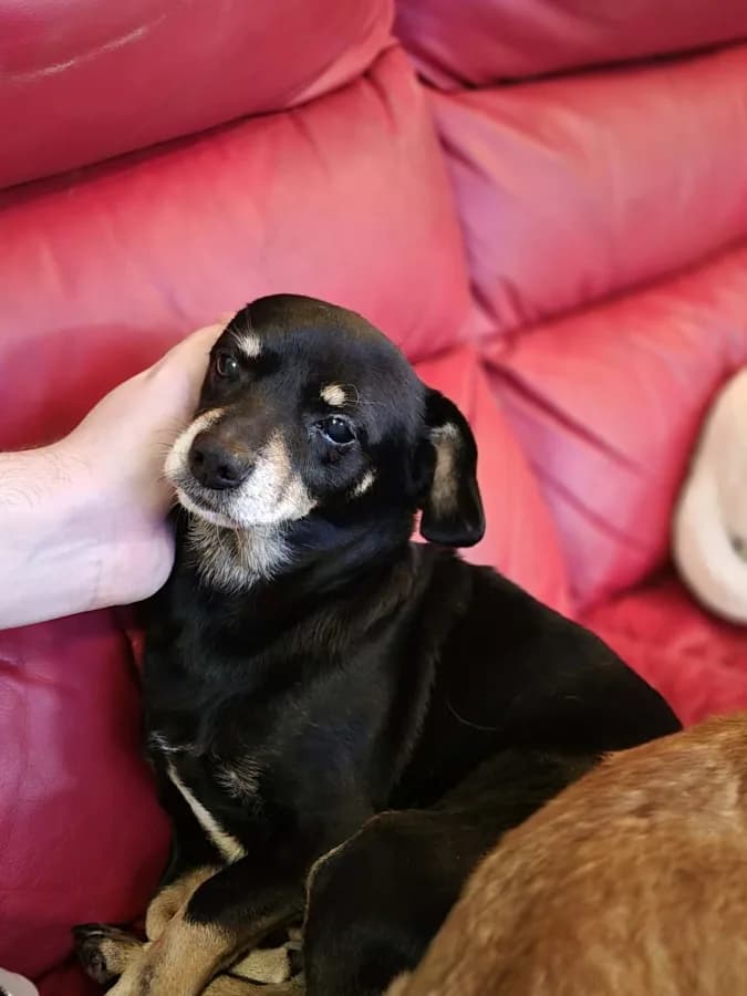 Seona and Luigi photo 3