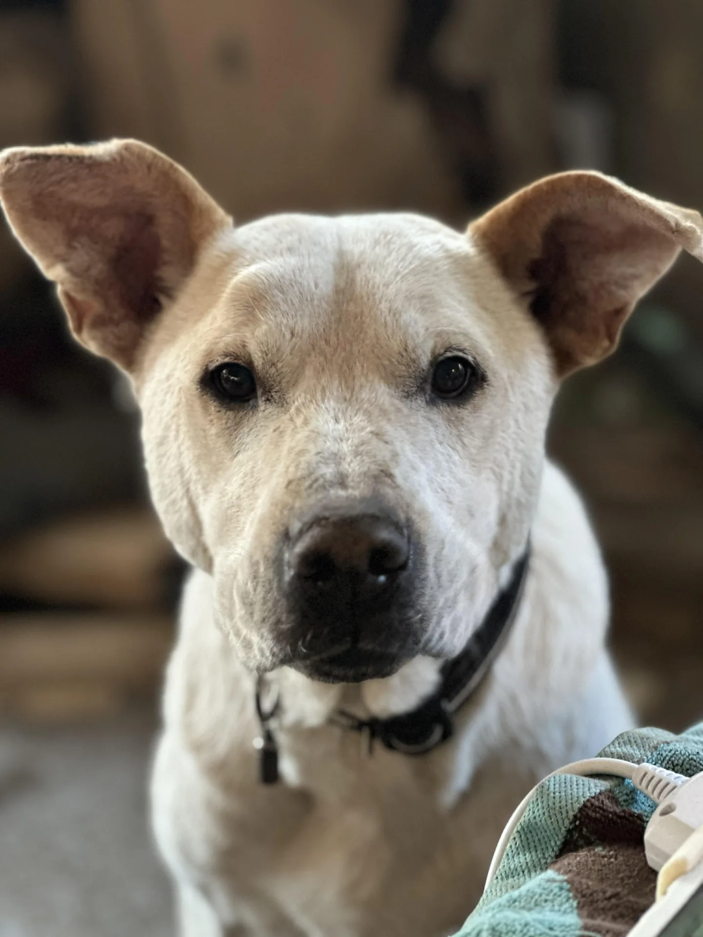 Bolt — Mixed Breed