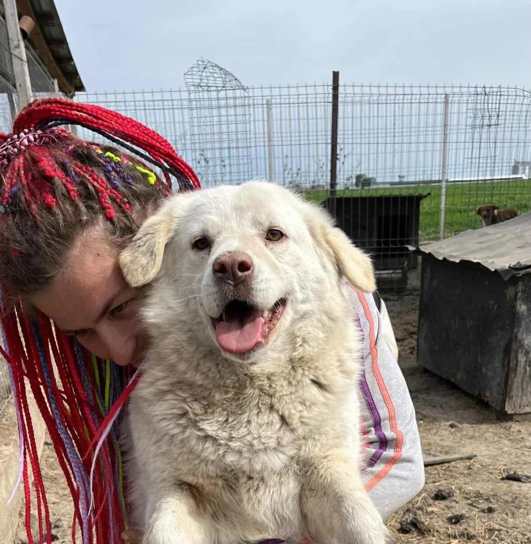 Snowdon — Mixed Breed