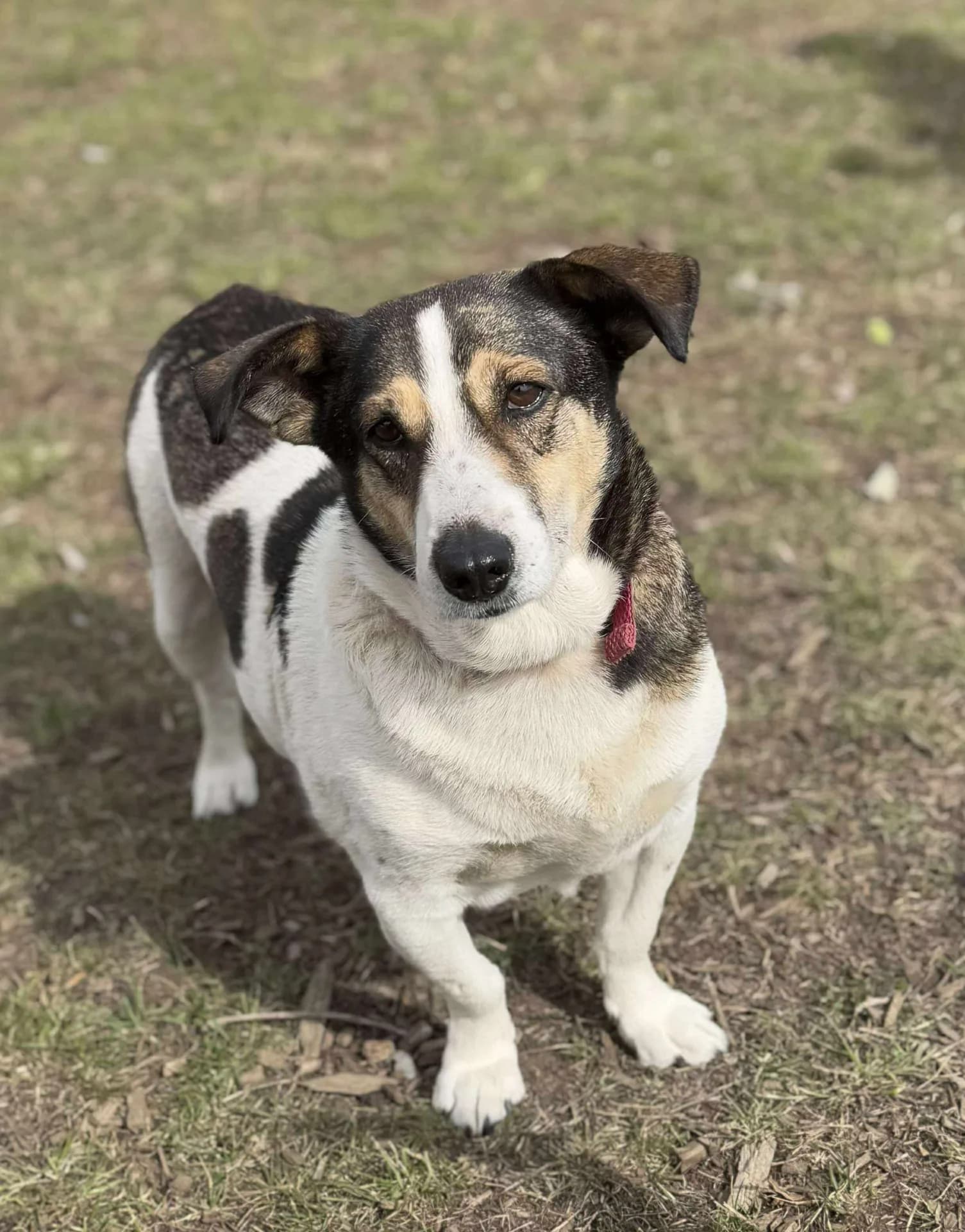 Hermione — Mixed Breed