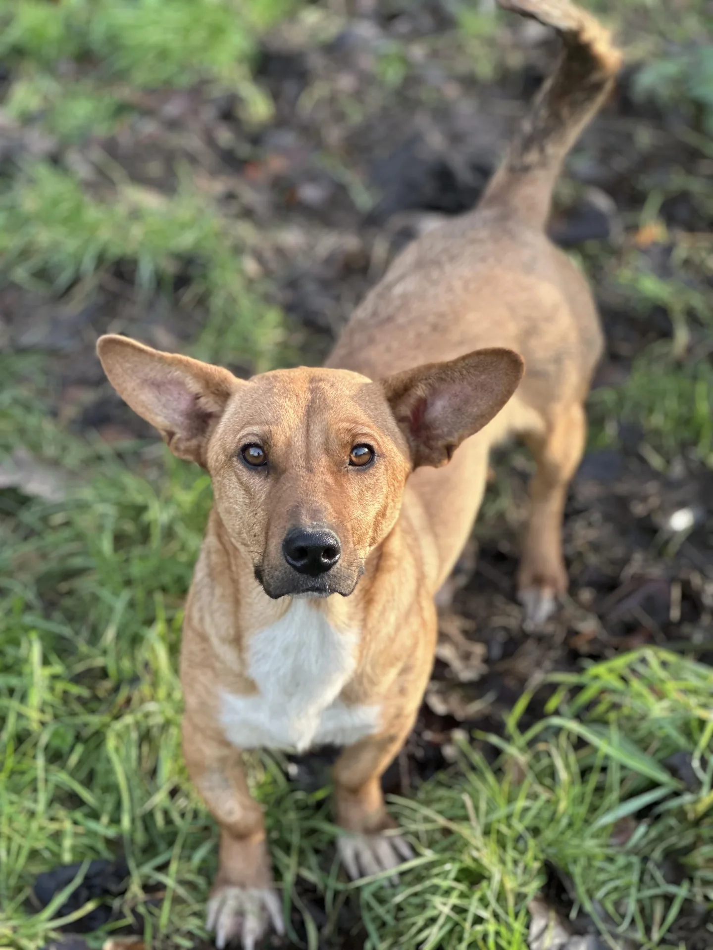 Sophie — Mixed Breed