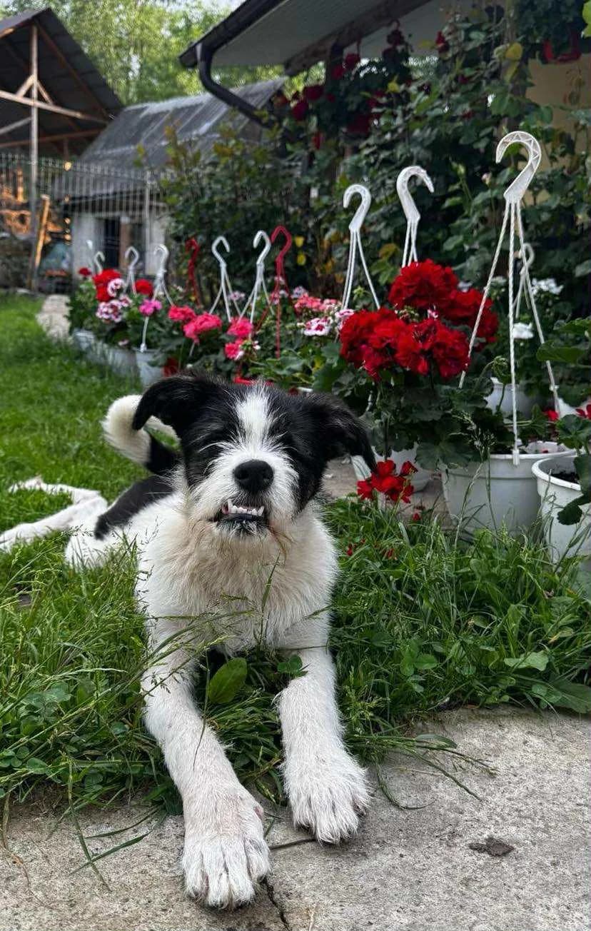 Mandala — Mixed Breed