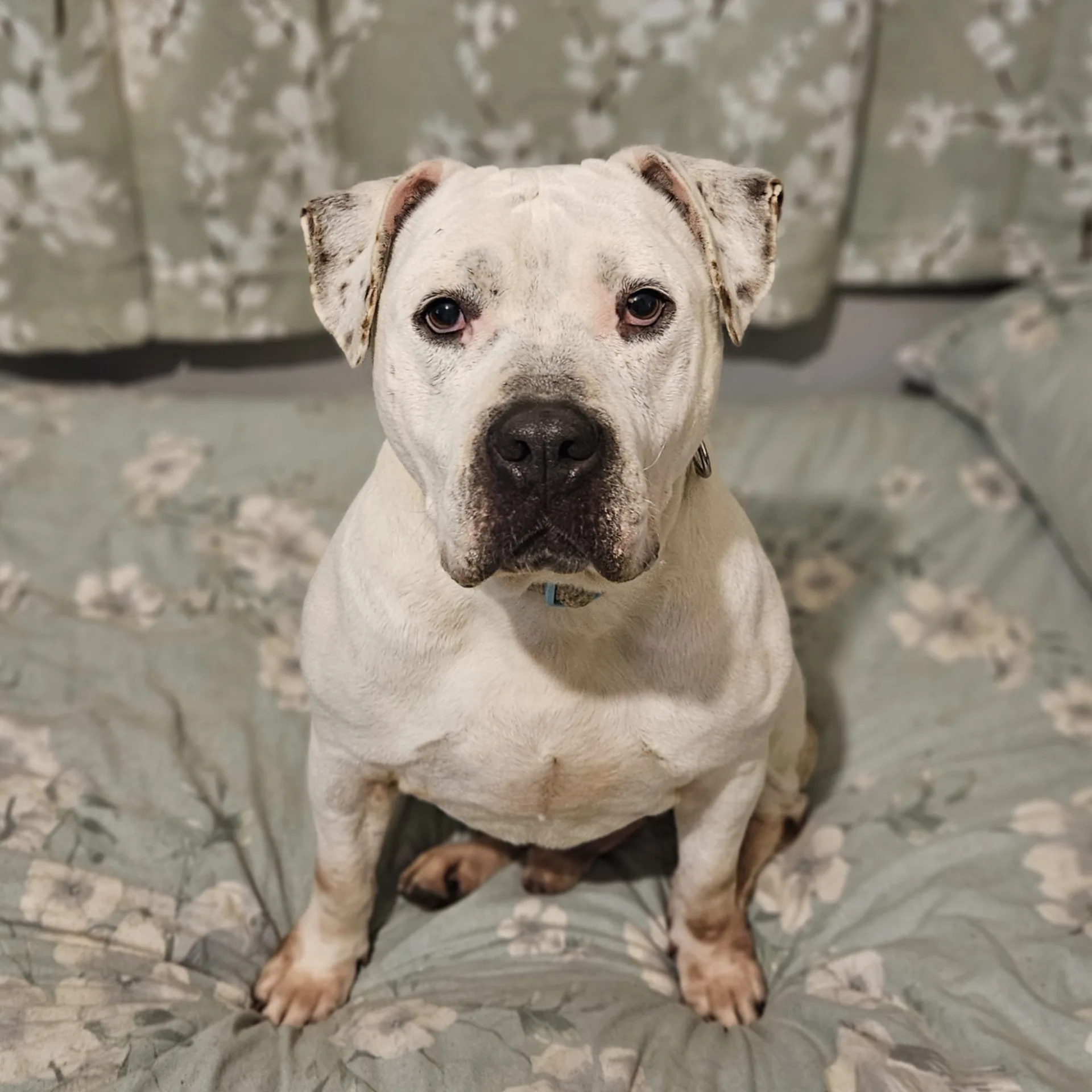 John — Mixed Breed