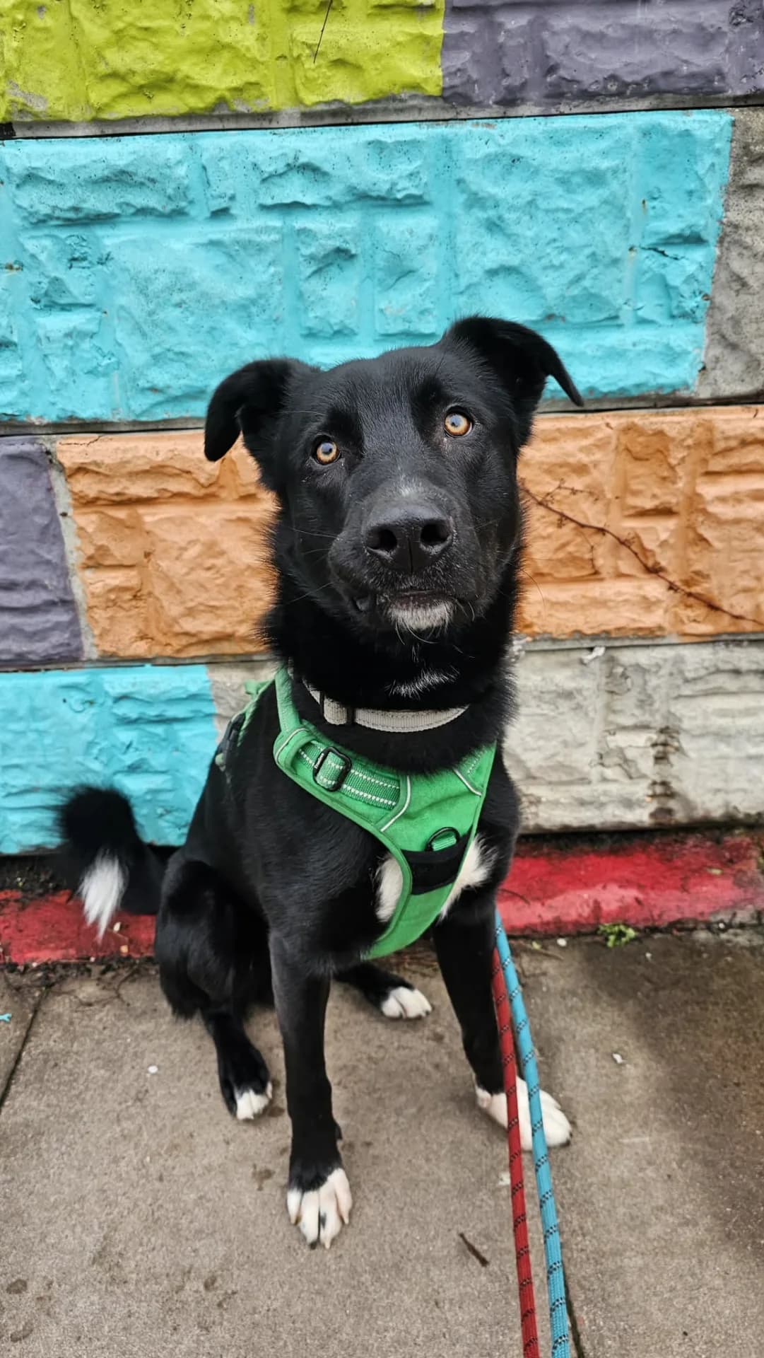 Harry — Mixed Breed