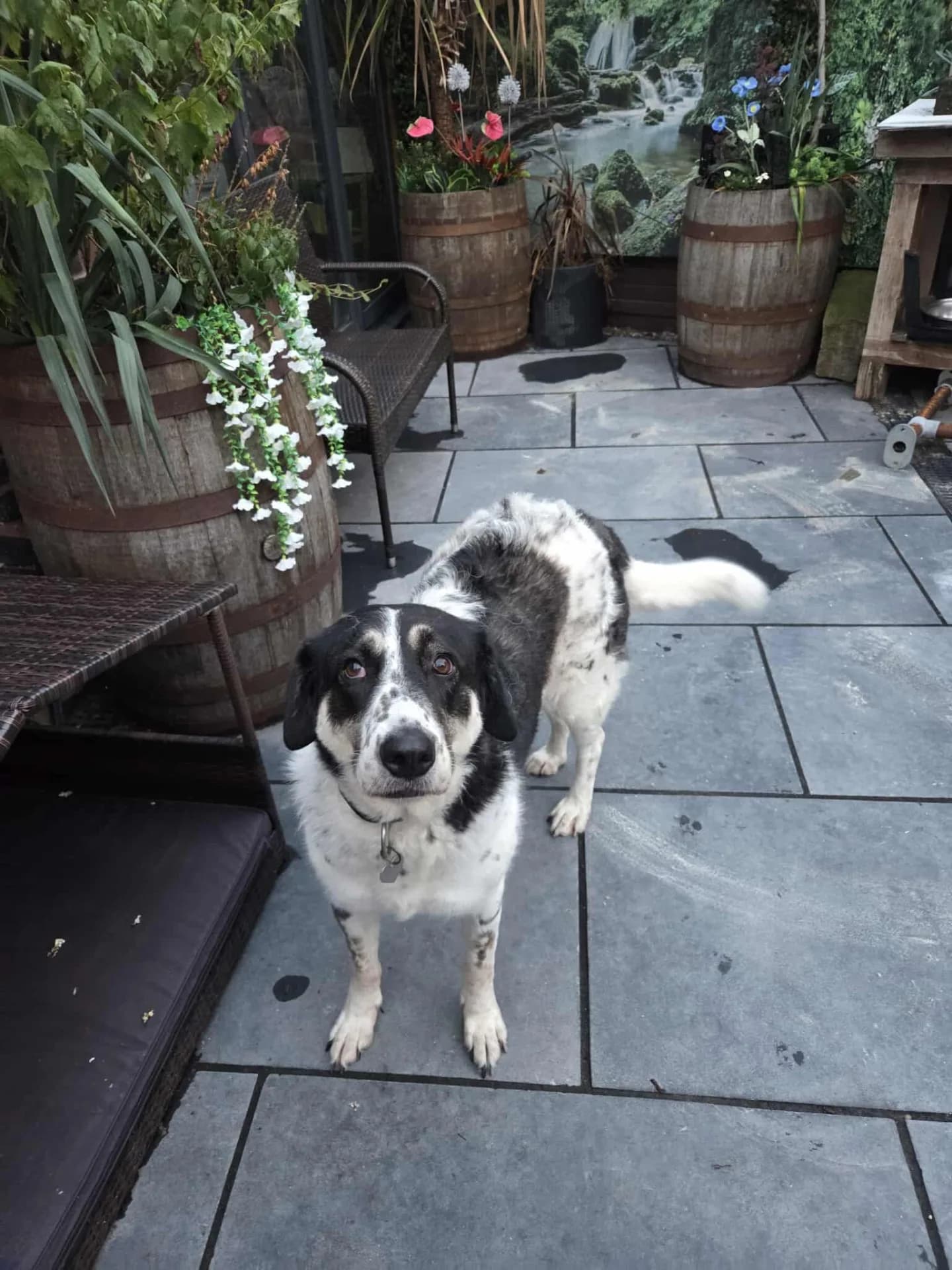 Bonnie — Mixed Breed