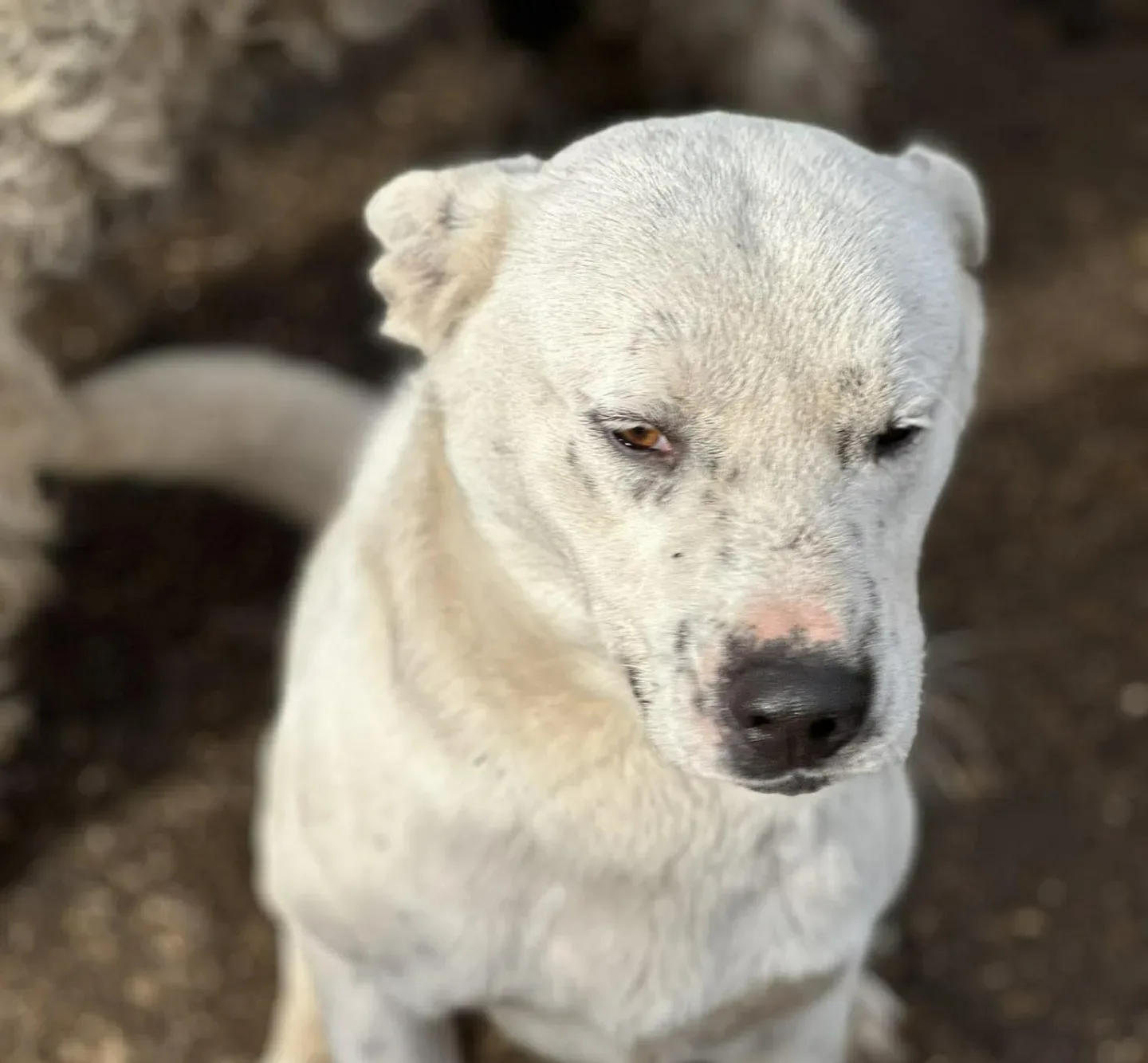 Alan — Mixed Breed