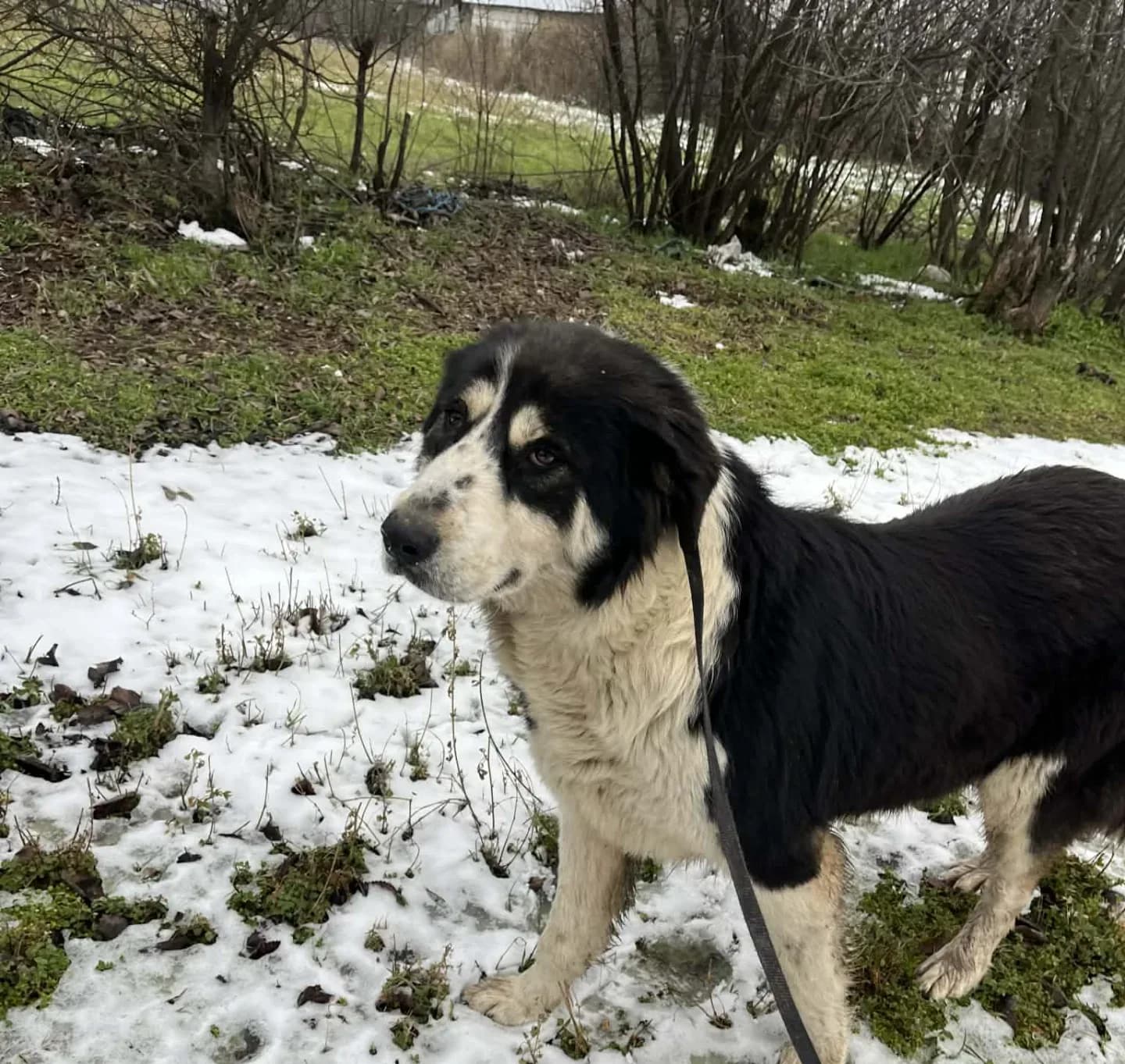 Sasha — Mixed Breed