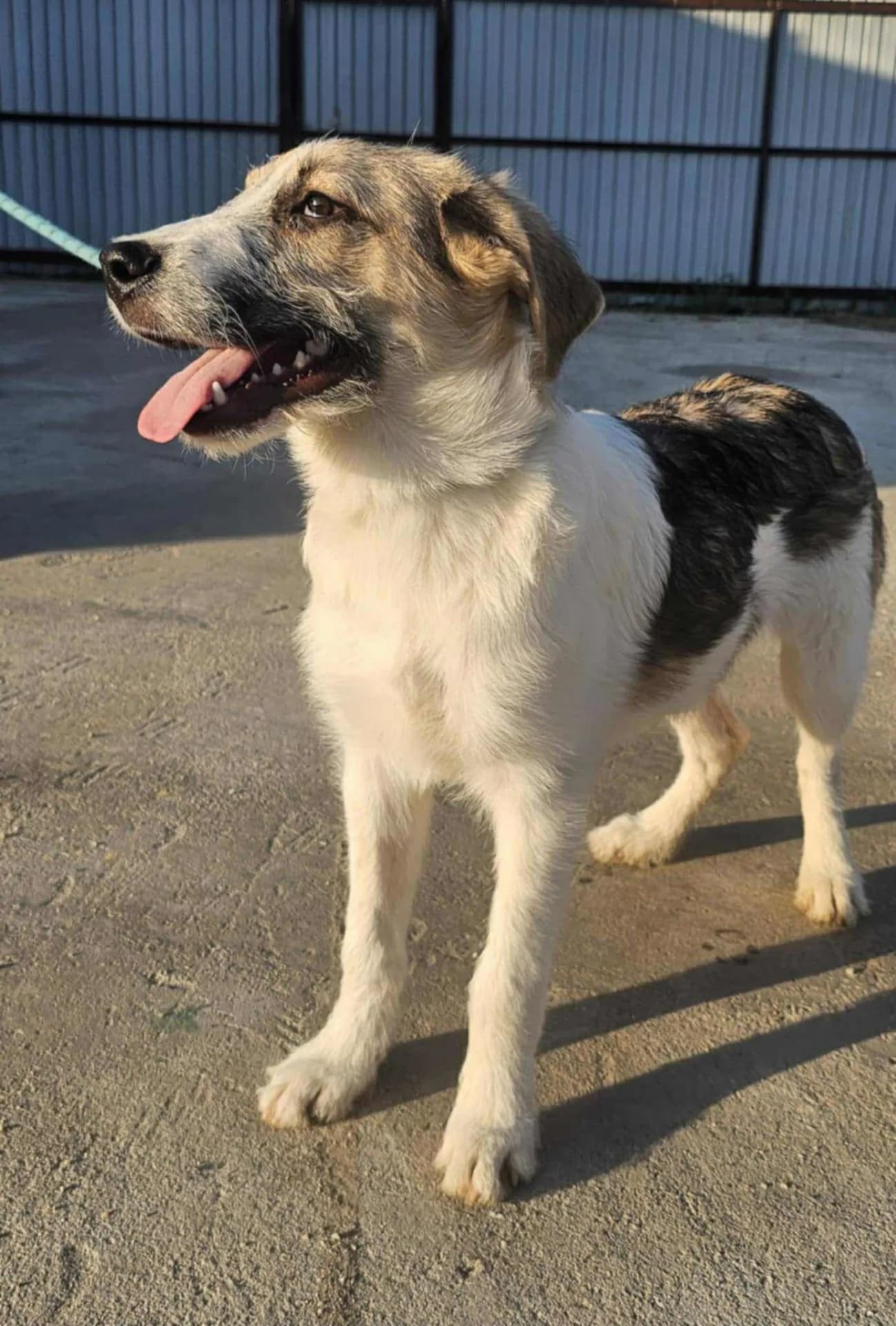 Cassie — Mixed Breed