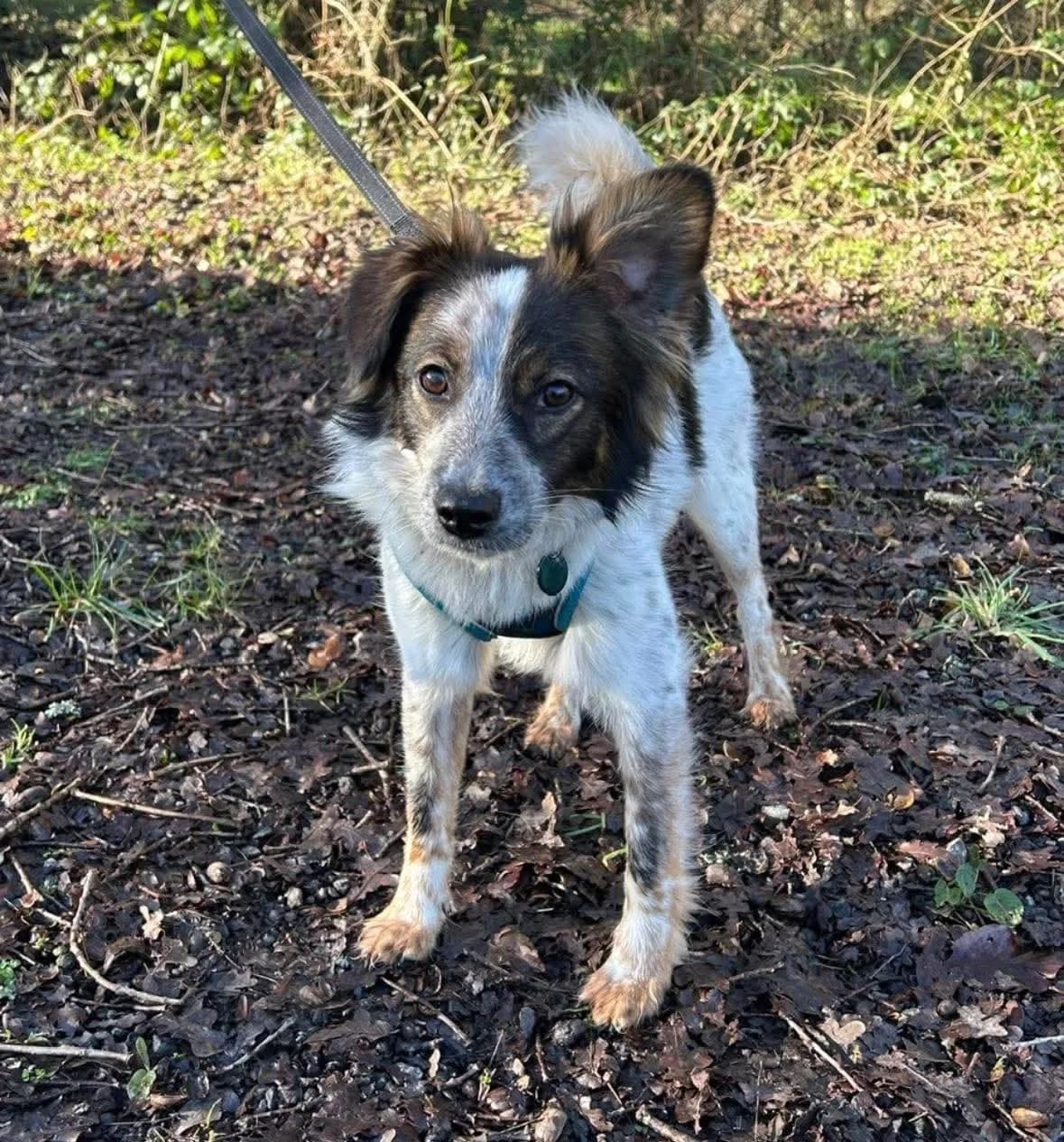 Reggie — Mixed Breed