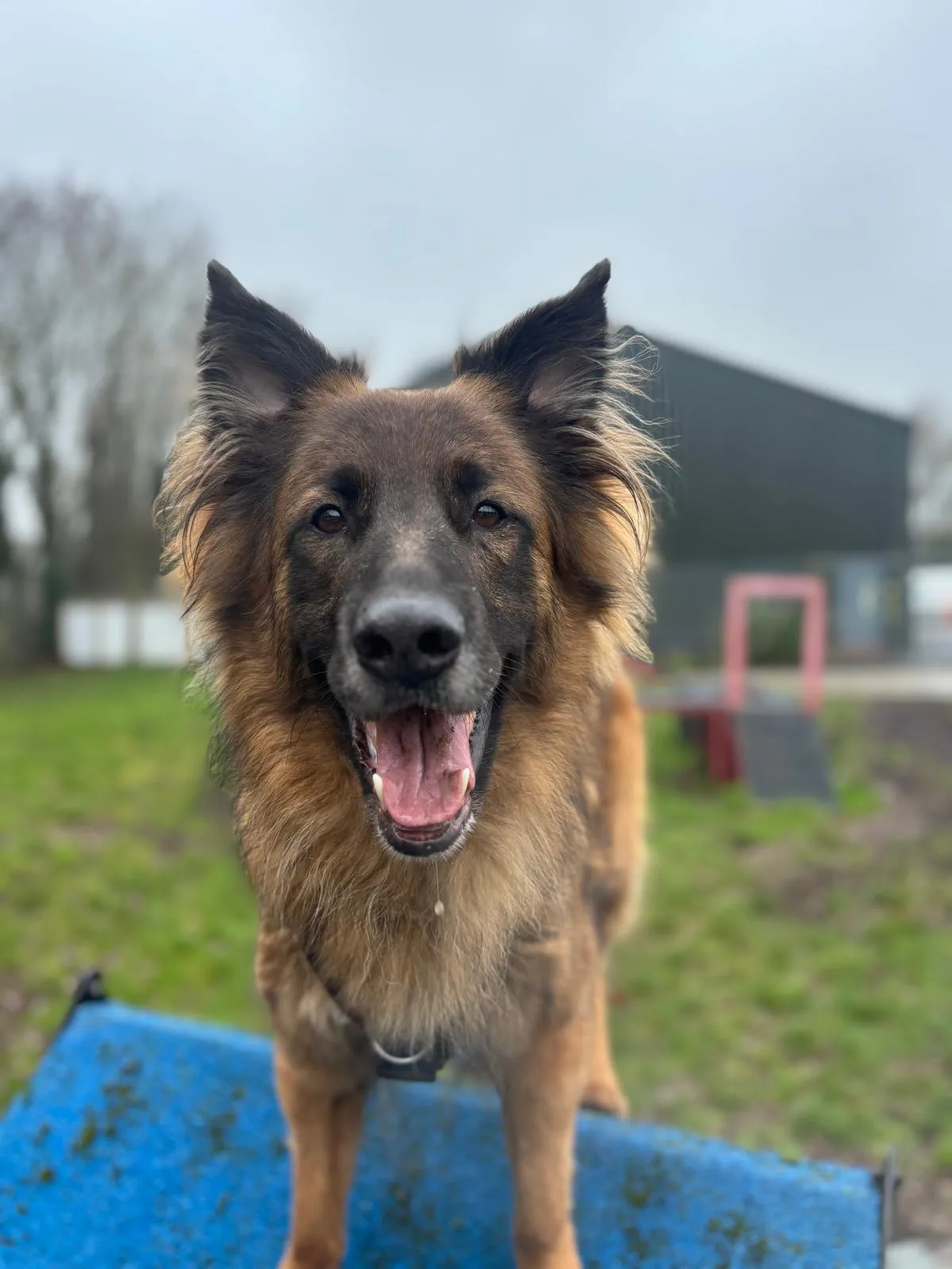 Biggy — German Shepherd