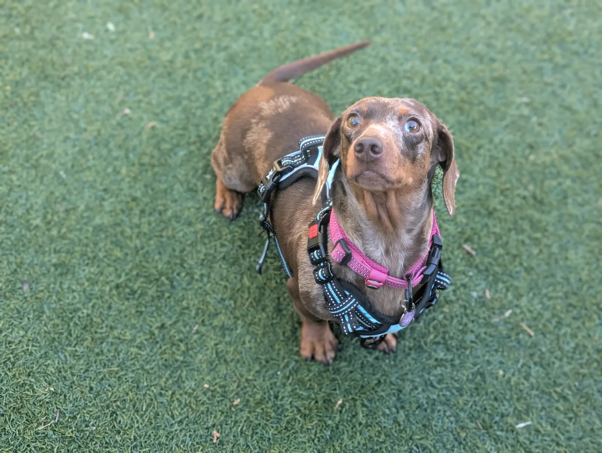 Blossom — Dachshund