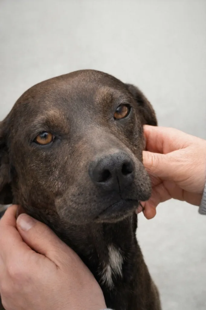 Rhea — Mixed Breed