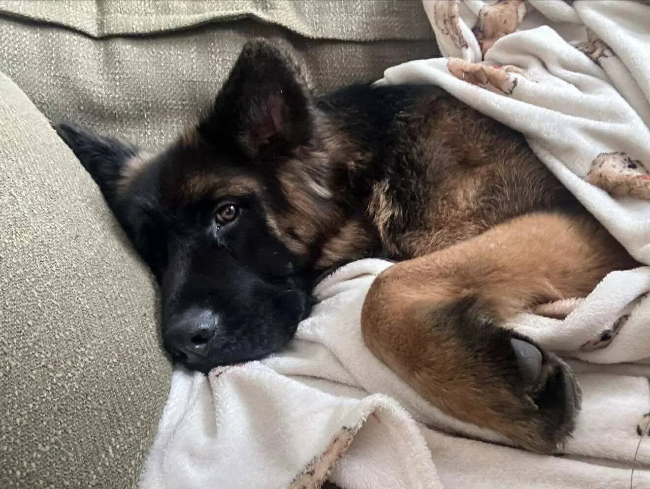 Mimi — German Shepherd