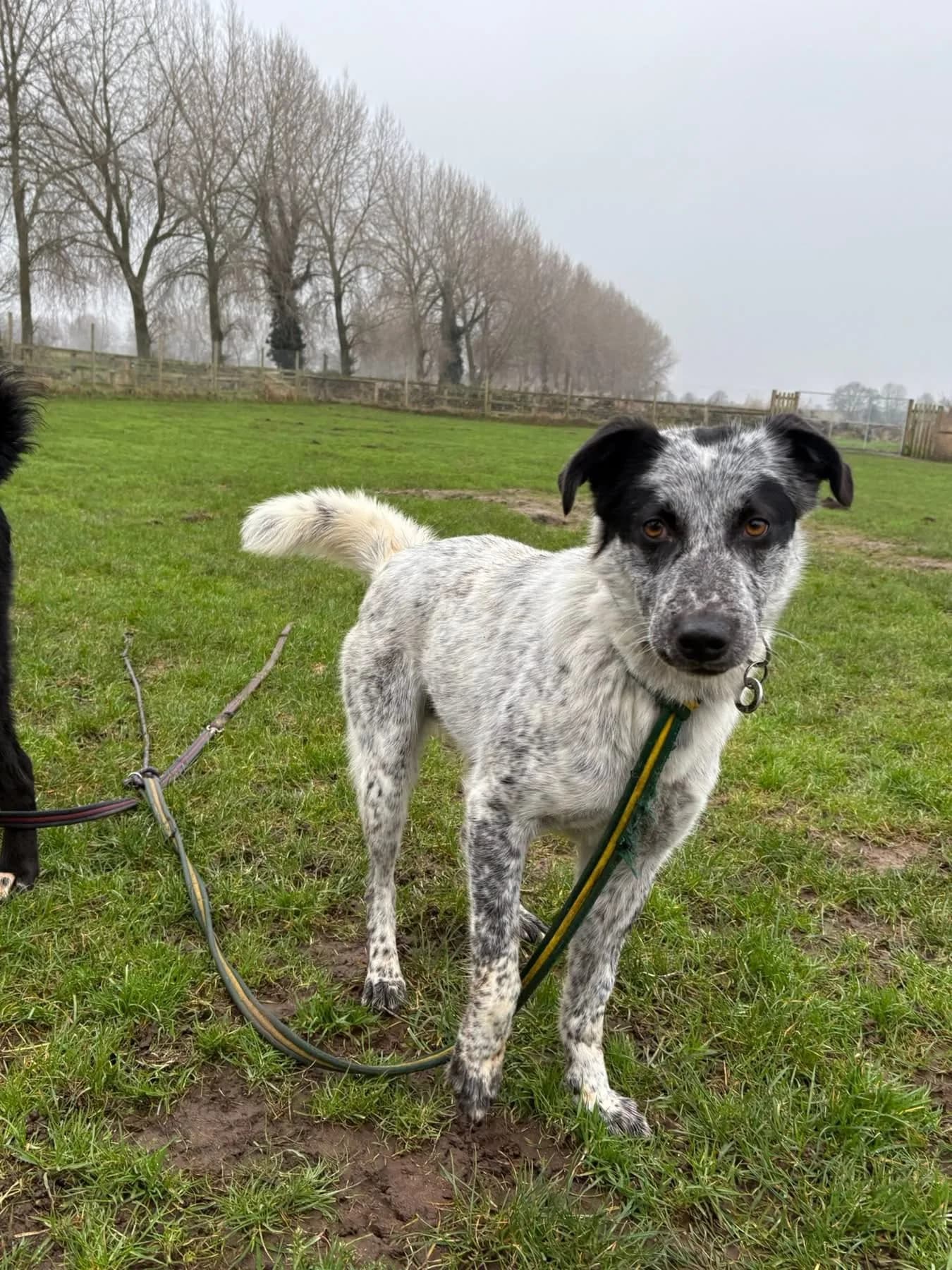 Cessil — Mixed Breed